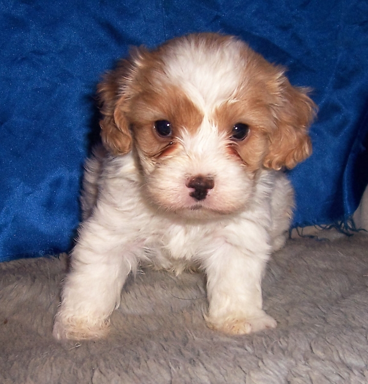 small maltese puppies for sale