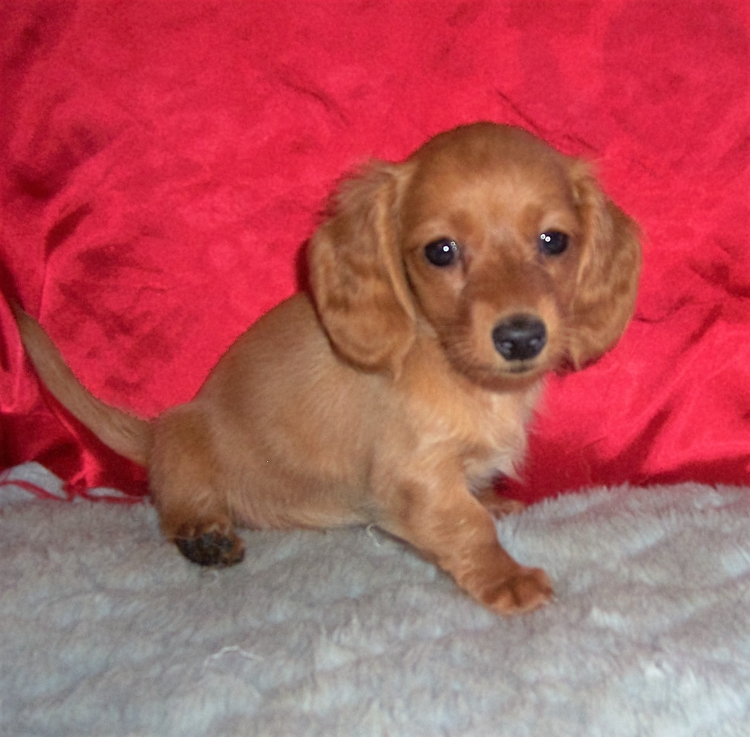 Dog Breeder & Small AKC Puppies For Sale in Kansas Mary
